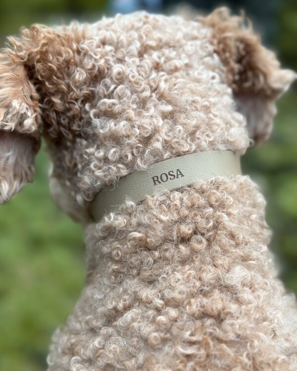 Nahaufnahme eines Hundes mit einem personalisierten, olivgrünen Halsband, auf dem 'ROSA' steht.