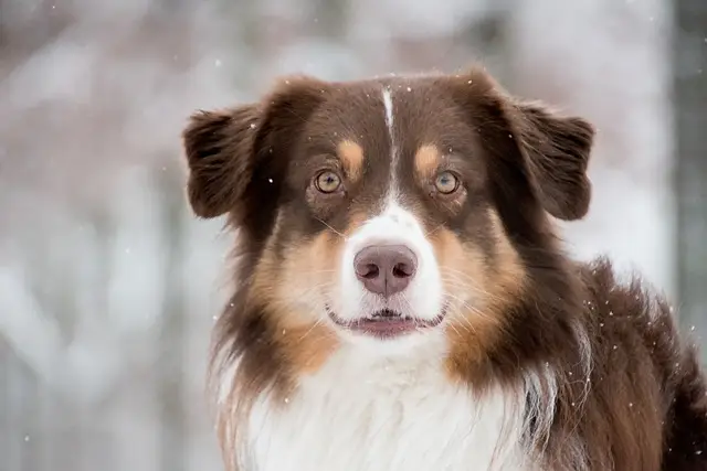 Nahaufnahme von einem Australian Shepherd der in einem winterlichen Hintergrund in die Kamera guckt.