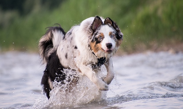 Australian Shepherd rennt energisch durch einen flachen See.