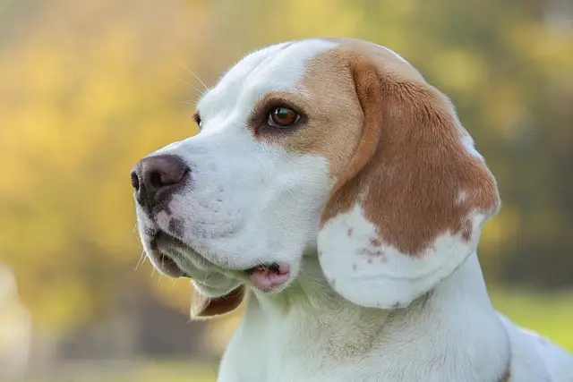 Porträt eines Beagles mit weiß-braunem Fell, der aufmerksam in die Ferne blickt, vor einem herbstlichen Hintergrund.