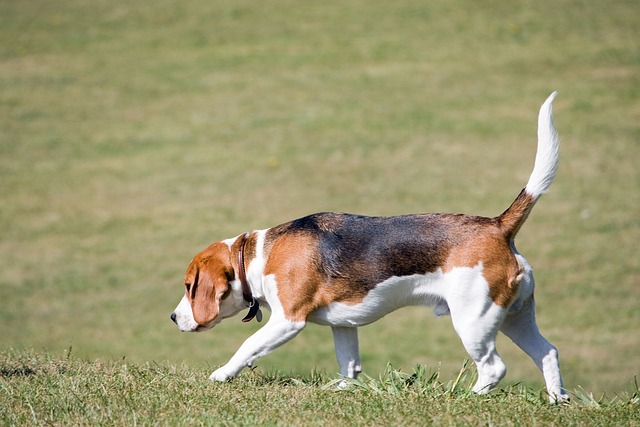 Ein Beagle mit weiß-braunem Fell schnüffelt konzentriert am Boden auf einer grünen Wiese.