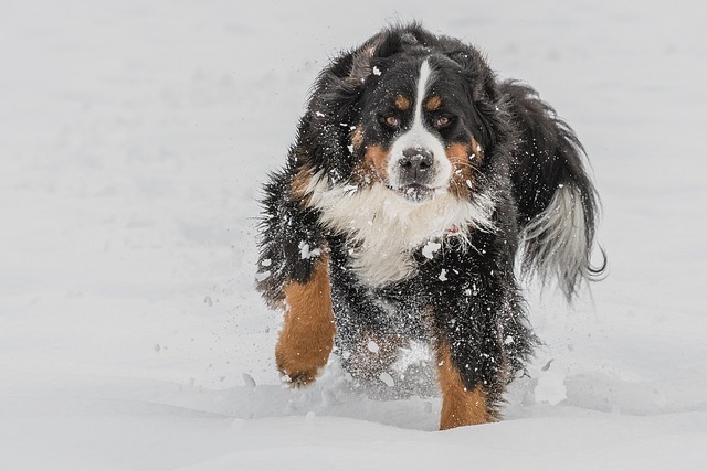 Ein Berner Sennenhund rennt durch tiefen Schnee, während Schneeflocken um ihn herum wirbeln.