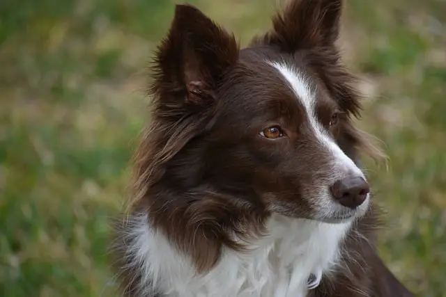 Nahaufnahme eines Border Collies mit braun-weißem Fell, der aufmerksam in die Ferne blickt, vor einem grünen Hintergrund.