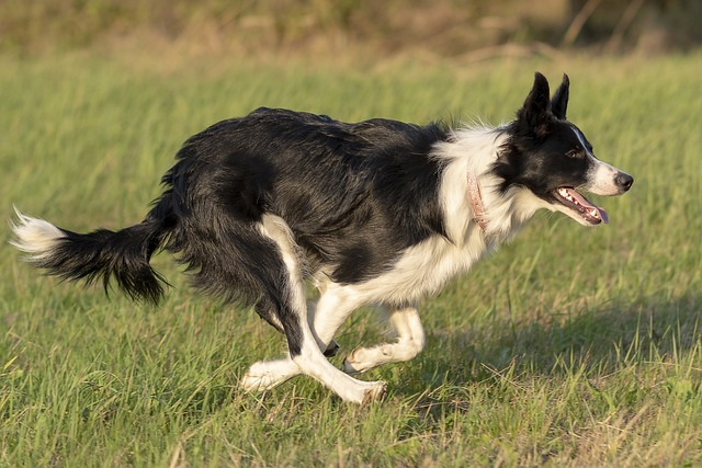 Ein Border Collie mit schwarz-weißem Fell rennt dynamisch über eine grüne Wiese, voller Energie und Bewegung.