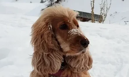 Ein Cocker Spaniel mit goldenem Fell sitzt im Schnee und blickt aufmerksam zur Seite, umgeben von einer winterlichen Landschaft.