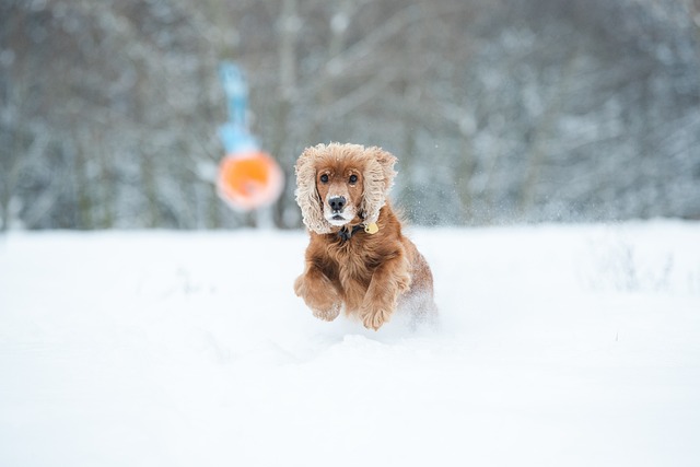 Ein goldener Cocker Spaniel rennt dynamisch durch den Schnee, umgeben von einer winterlichen Landschaft.