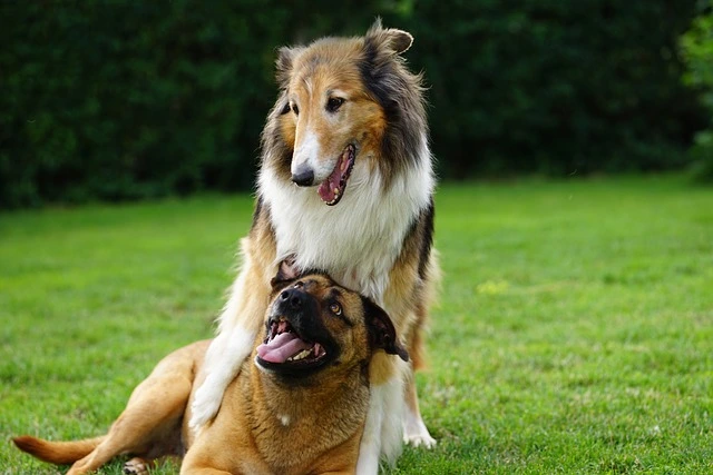 Ein Collie und ein Deutscher Schäferhund spielen fröhlich auf einer grünen Wiese, beide wirken entspannt und glücklich.