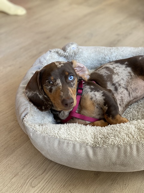 Ein Dackel mit braun geschecktem Fell und einem auffälligen blauen Auge liegt entspannt in einem gemütlichen Hundebett.