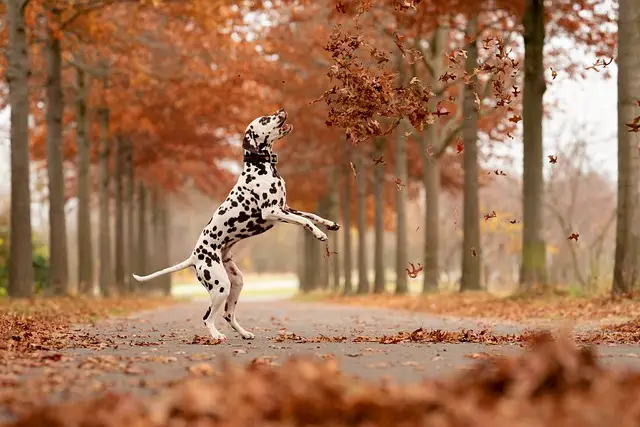 Ein Dalmatiner jagt auf einem Feldweg in Herbst nach Blättern.