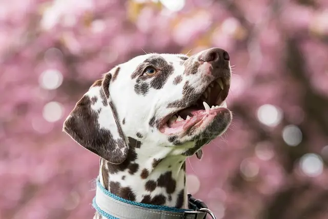 Fröhlicher Dalmatiner mit einem Hundehalsband in Nahaufnahme, umgeben von einer blühenden Naturkulisse mit rosa Blüten im Hintergrund.