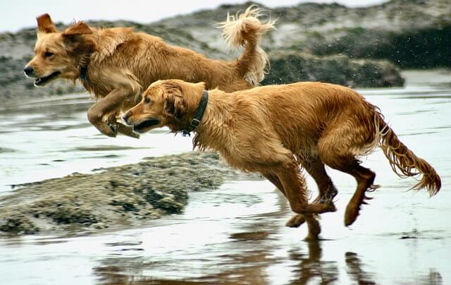 Zwei Golden Retriever spielen energiegeladen am Wasser.