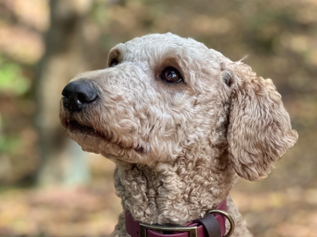 Portrait von einem hellen Pudel. Er guckt vertraut in den Himmel mit einem herbstlichen Hintergrund