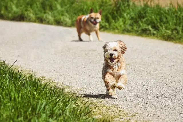 Ein Havaneser rennt glücklich über einen Feldweg, während ein weiterer Hund im Hintergrund folgt.