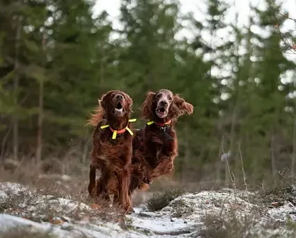 Zwei Irish Red Setter rennen voller Energie über einen schneebedeckten Waldweg, umgeben von grünen Bäumen.