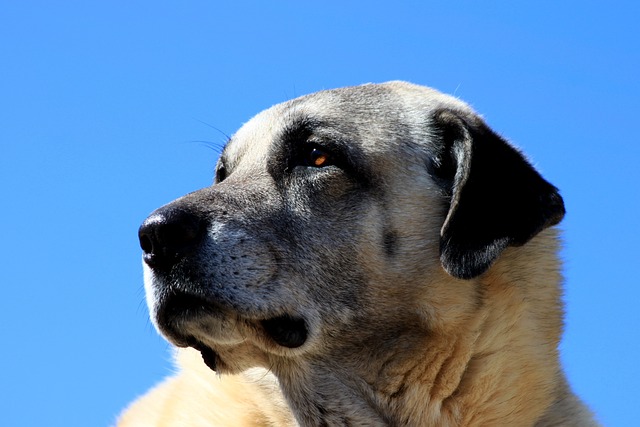 Porträt eines Kangals mit hellem Fell und schwarzen Ohren, der aufmerksam in die Ferne blickt, vor einem klaren blauen Himmel.