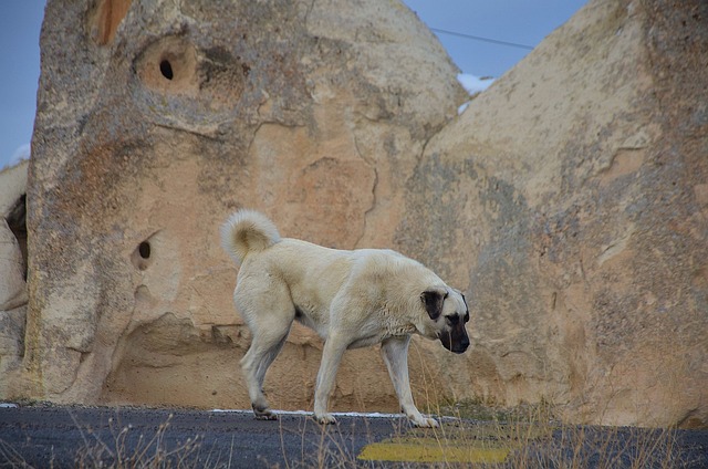 Ein Kangal mit hellem Fell und schwarzer Maske schnüffelt am Boden, umgeben von Felsen und einer kargen Landschaft.