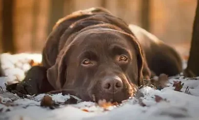 Ein brauner Labrador liegt entspannt im verschneiten Wald, umgeben von warmem, goldenem Licht.