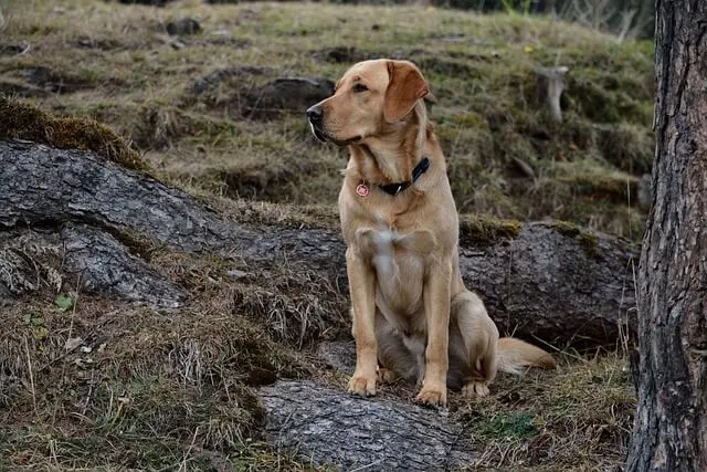 Ein gelber Labrador Retriever sitzt aufmerksam im Wald auf einer Wurzel.