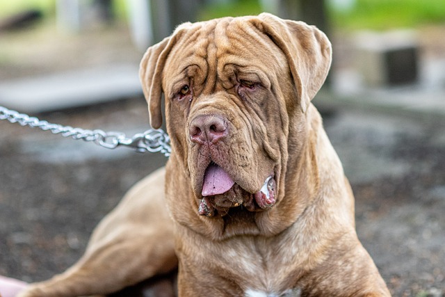 Ein Mastiff mit hellbraunem Fell und schwarzer Maske blickt aufmerksam zur Seite, vor einem unscharfen Hintergrund mit grünem Rasen.