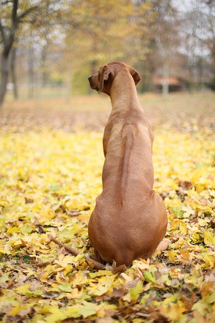 Ein Rhodesian Ridgeback sitzt mit dem Rücken zur Kamera auf einem mit gelben Herbstblättern bedeckten Boden und blickt in die Ferne.