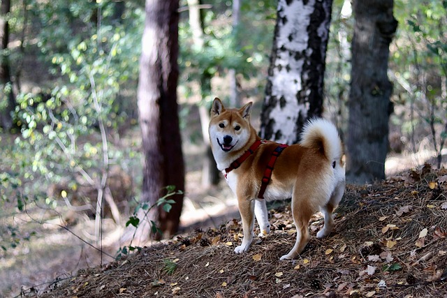 Ein Shiba Inu mit orange-weißem Fell und einem roten Geschirr steht aufmerksam im Wald und blickt über die Schulter zurück.