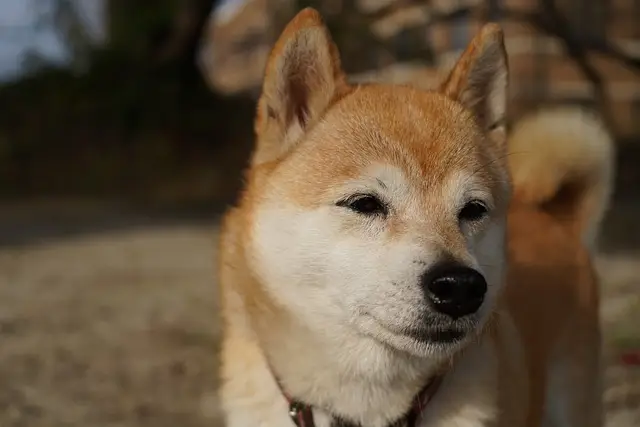 Porträt eines Shiba Inu mit orange-weißem Fell, der aufmerksam in die Ferne blickt, vor einem leicht unscharfen Hintergrund im Freien.