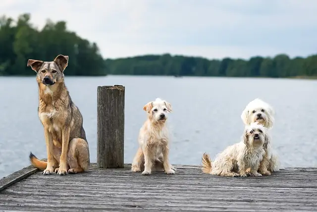 Verschiedene Hunde sitzen auf einem Steg am Wasser und gucken in die Kamera.