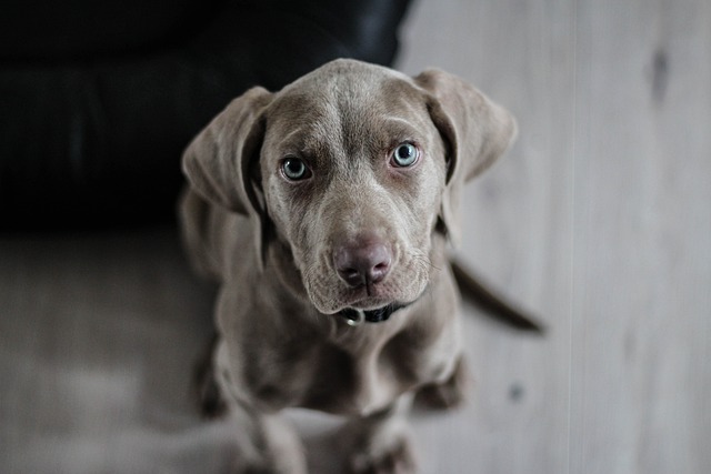 Ein junger Weimaraner mit grauem Fell und ausdrucksstarken, hellen Augen blickt aus einer leicht erhöhten Perspektive in die Kamera.