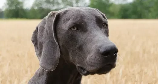 Porträt eines Weimaraners mit grauem Fell, der aufmerksam in die Ferne blickt, vor einem goldenen Weizenfeld und einer Baumreihe im Hintergrund.