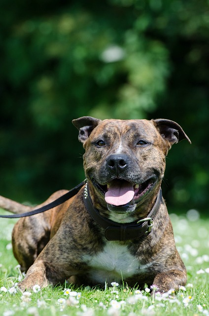 American Staffordshire Terrier mit gestromtem Fell liegt entspannt auf einer Wiese und schaut freundlich in die Kamera.