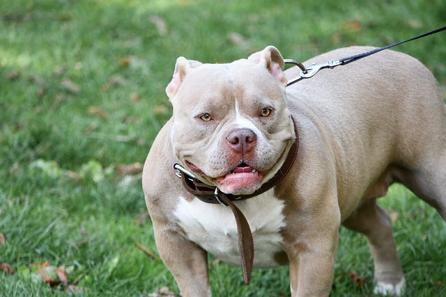 American Staffordshire Terrier mit starkem Körperbau steht an der Leine auf einer Wiese und blickt aufmerksam.