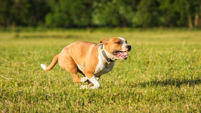 American Staffordshire Terrier läuft voller Energie über eine grüne Wiese bei Sonnenschein.