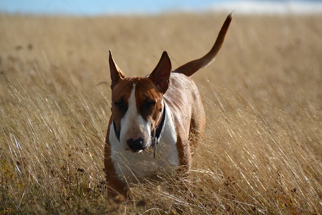 Bull Terrier mit braun-weißem Fell läuft durch ein hohes Feldgras in der Natur.