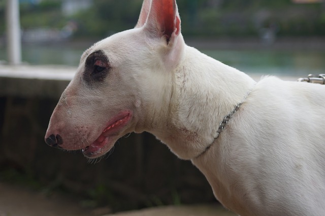 Weißer Bull Terrier im Profil, mit Kette, vor unscharfem Hintergrund im Freien.