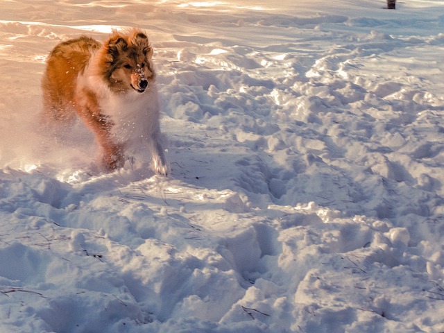 Ein Collie rennt durch eine verschneite Landschaft, das Fell wirbelt im Wind, während Sonnenlicht den Schnee golden schimmern lässt.