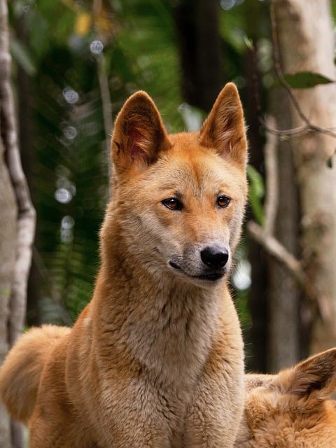 Porträt eines Dingo in natürlicher Umgebung – wachsamer Wildhund mit orangefarbenem Fell im Wald.