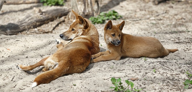 Zwei Dingos liegen entspannt im Sand – erwachsener Wildhund und Jungtier in natürlicher Umgebung.