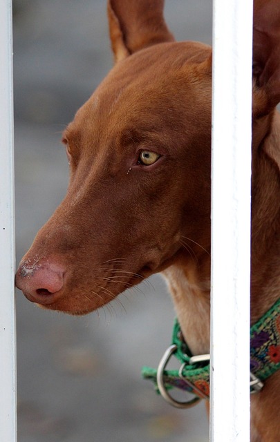 Pharaonenhund mit braunem, glänzendem Fell und intensivem Blick – Nahaufnahme eines eleganten Windhundes hinter einem Zaun.