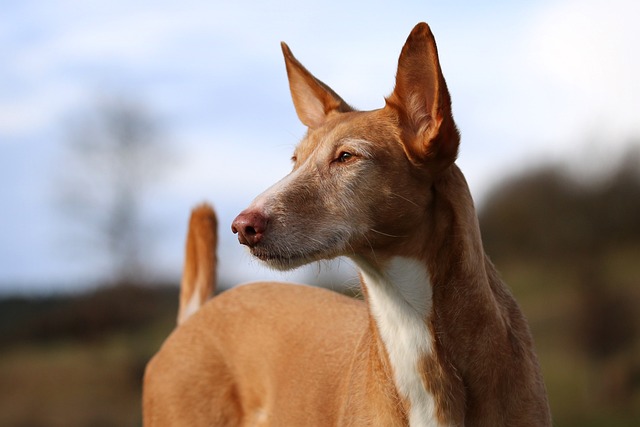 Podenco Andaluz mit aufgerichteten Ohren und kurzem, braun-weißem Fell – eleganter Jagdhund im Profil in natürlicher Umgebung.