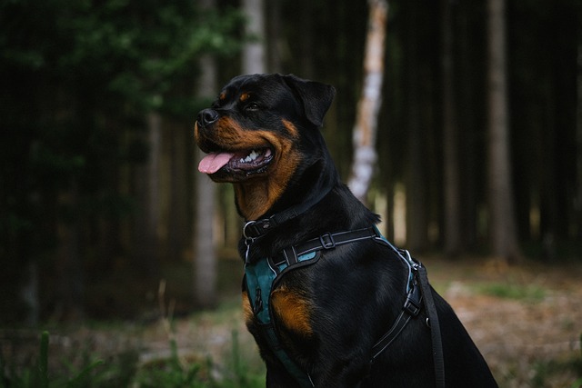 Ein Rottweiler sitzt in einem Waldgebiet und blickt zur Seite. Der Hund trägt ein Geschirr und hat ein glänzendes schwarzes Fell mit charakteristischen rotbraunen Abzeichen. Der Hintergrund ist dunkel mit Bäumen im Schatten.