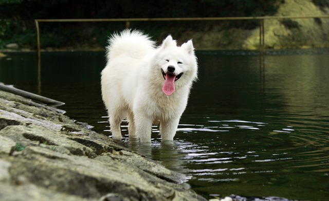 Ein fröhlicher Samojede mit weißem Fell steht im flachen Wasser eines Sees, mit herausgestreckter Zunge und umgeben von Natur.