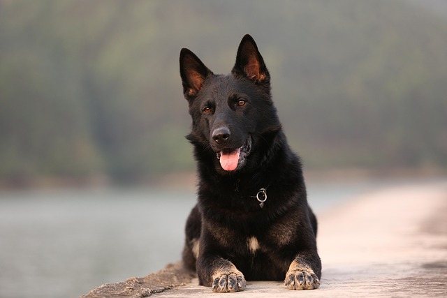 Ein schwarzer Deutscher Schäferhund liegt entspannt auf einem Steg, mit einem Fluss und Wald im Hintergrund.