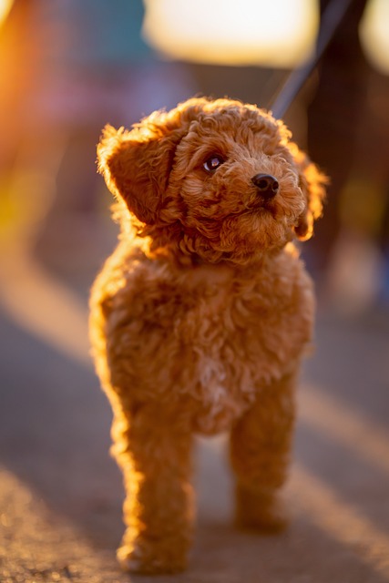 Ein Toy Pudel-Welpe im goldenen Licht der Abendsonne, stehend auf einem Weg.