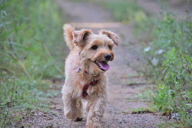 Ein Yorkshire Terrier läuft fröhlich auf einem schmalen, naturbelassenen Weg. Der Hund trägt ein rotes Geschirr und hat hellbraunes Fell, das im Licht glänzt. Im Hintergrund befinden sich unscharfe grüne Pflanzen, die eine natürliche Umgebung vermitteln.