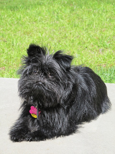 Schwarzer Affenpinscher mit zerzaustem Fell liegt auf Beton, trägt ein Halsband und schaut aufmerksam. Im Hintergrund grünes Gras.