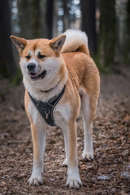 Akita-Hund mit braun-weißem Fell und Geschirr auf einem Waldweg.