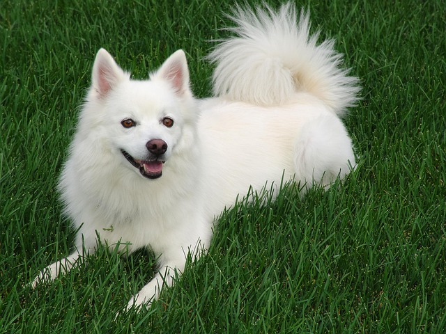 Ein American Eskimo Dog, entspannt im satten grünen Gras liegend und fröhlich in die Kamera schauend.