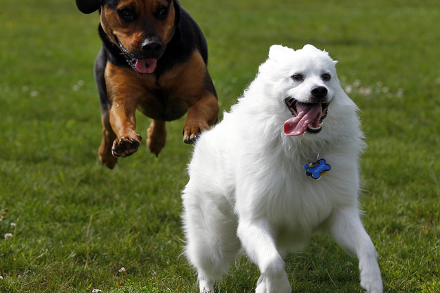 Ein American Eskimo Dog in Aktion, freudig rennend auf einer Wiese, begleitet von einem zweiten Hund, der im Hintergrund über ihn springt.