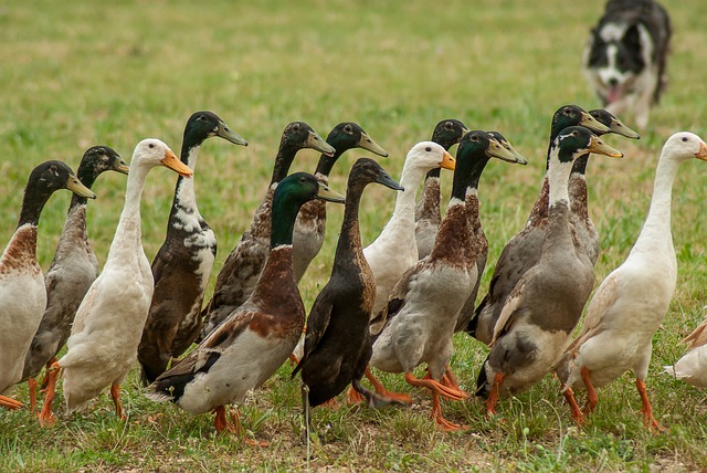 Bearded Collie hütet eine Gruppe von Enten auf einer Wiese.
