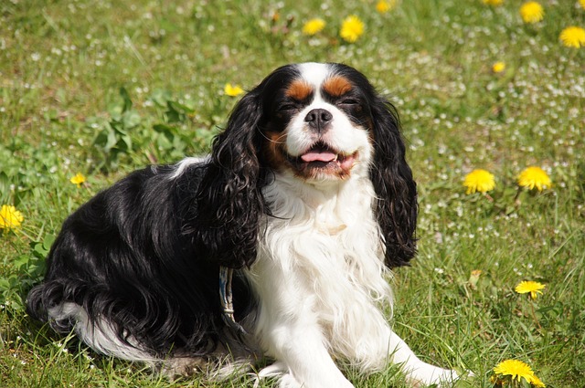 Fröhlicher Cavalier King Charles Spaniel auf einer blühenden Wiese – perfekt für Natur- und Tierliebhaber.